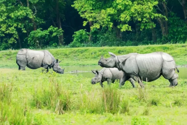 インドサイのサファリ旅