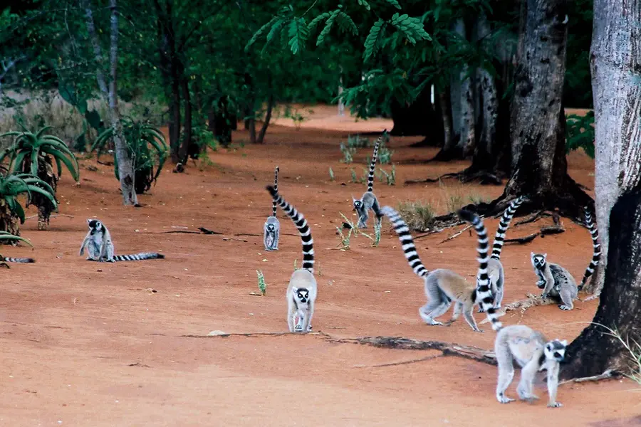 マダガスカルの旅行