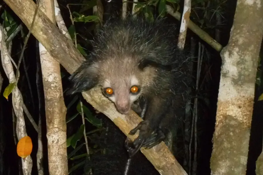 夜行性キツネザル「アイアイ」