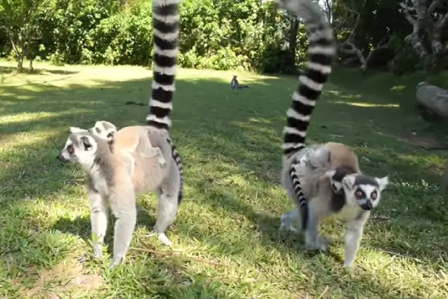 マダガスカルの旅行