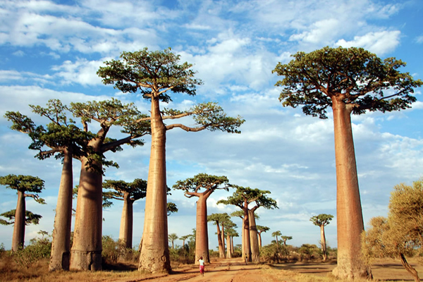 マダガスカル旅行の一覧画像